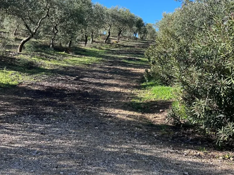 House - Finca - Cortijo в продаже в Ronda, Málaga. В доме 6 спален и 2 ванных комнат. Площадь дома 200 м². Площадь участка 100000 м²