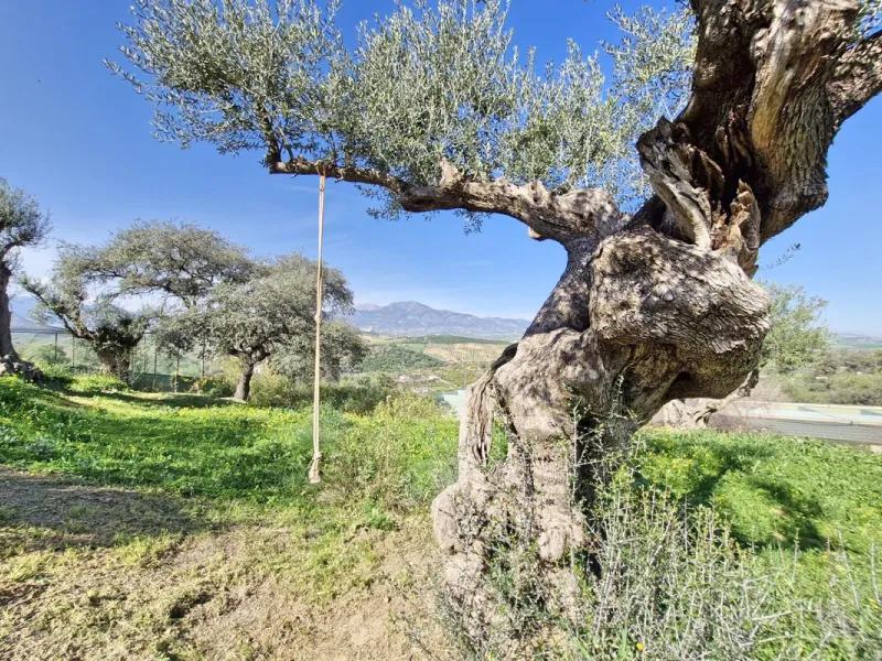 House - Finca - Cortijo в продаже в Coín, Málaga. В доме 3 спален и 2 ванных комнат. Площадь дома 162 м². Площадь участка 10620 м²