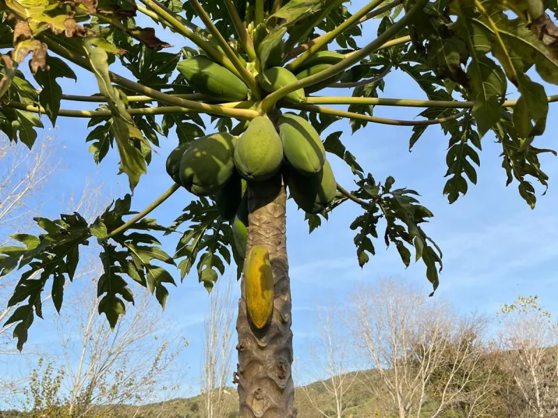 Agricultural Land for Sale – 17,127 sq meters of Fertile Land in Campanillas, Malaga