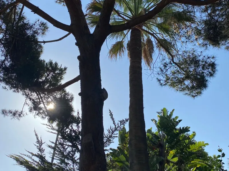 Charming Villa for Renovation in Casasola