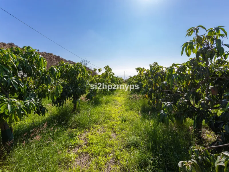 Finca with panoramic views and mango plantation Welcome to this rustic and lovely finca with 10,700 sqm of land and mango plantation located only 3 km from the beach in Lagos and 15 minutes from Torrox Costa via a road in good condition.