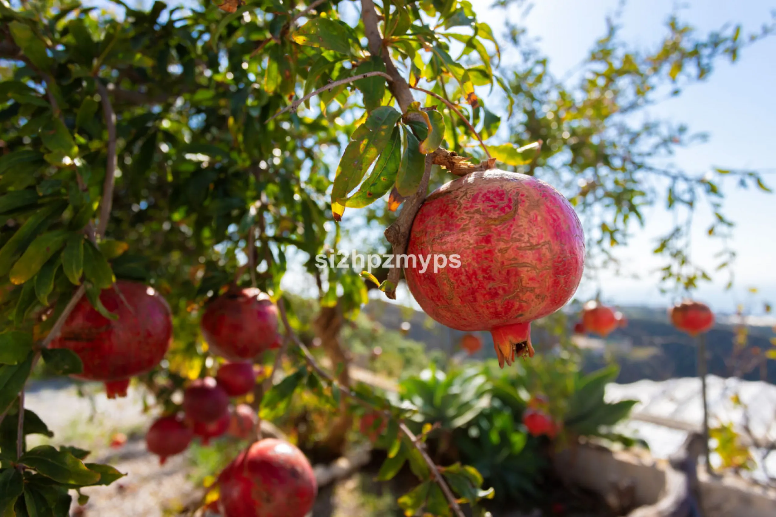 Finca with panoramic views and mango plantation Welcome to this rustic and lovely finca with 10,700 sqm of land and mango plantation located only 3 km from the beach in Lagos and 15 minutes from Torrox Costa via a road in good condition.