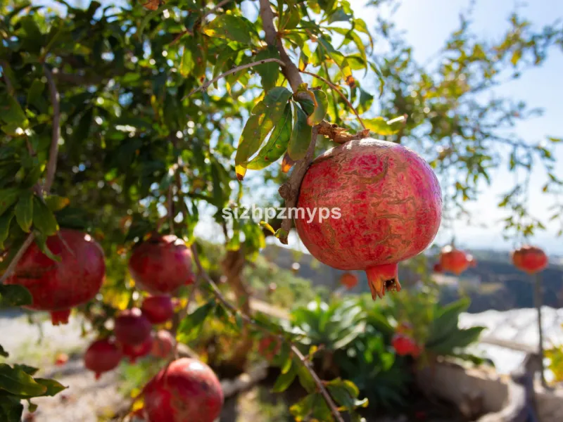 Finca with panoramic views and mango plantation Welcome to this rustic and lovely finca with 10,700 sqm of land and mango plantation located only 3 km from the beach in Lagos and 15 minutes from Torrox Costa via a road in good condition.