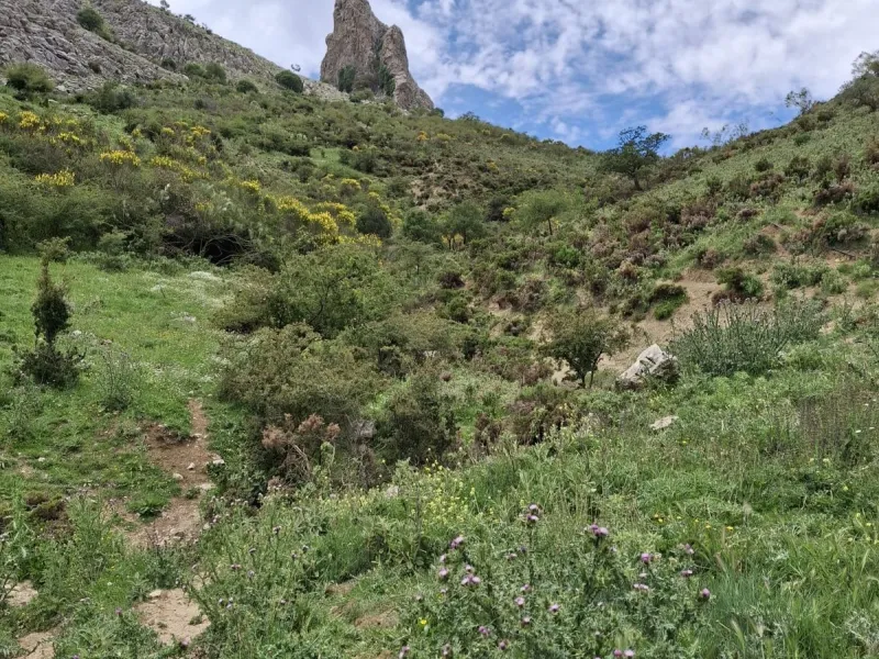 Natural Paradise for Sale: Exclusive Estate in the Montes de Málaga