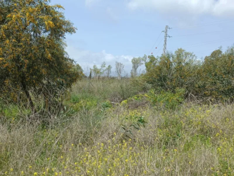 Residential Plot, Nagüeles, Costa del Sol.