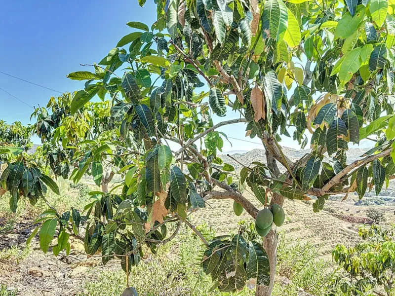 A finca for sale in Cajiz, Malaga, with a total area of 37,714 m2. This property is ideal for agriculture, especially focused on mango production, as it is home to 2,100 trees of the Keitt variety, recognized for its high productivity and demand in the ma