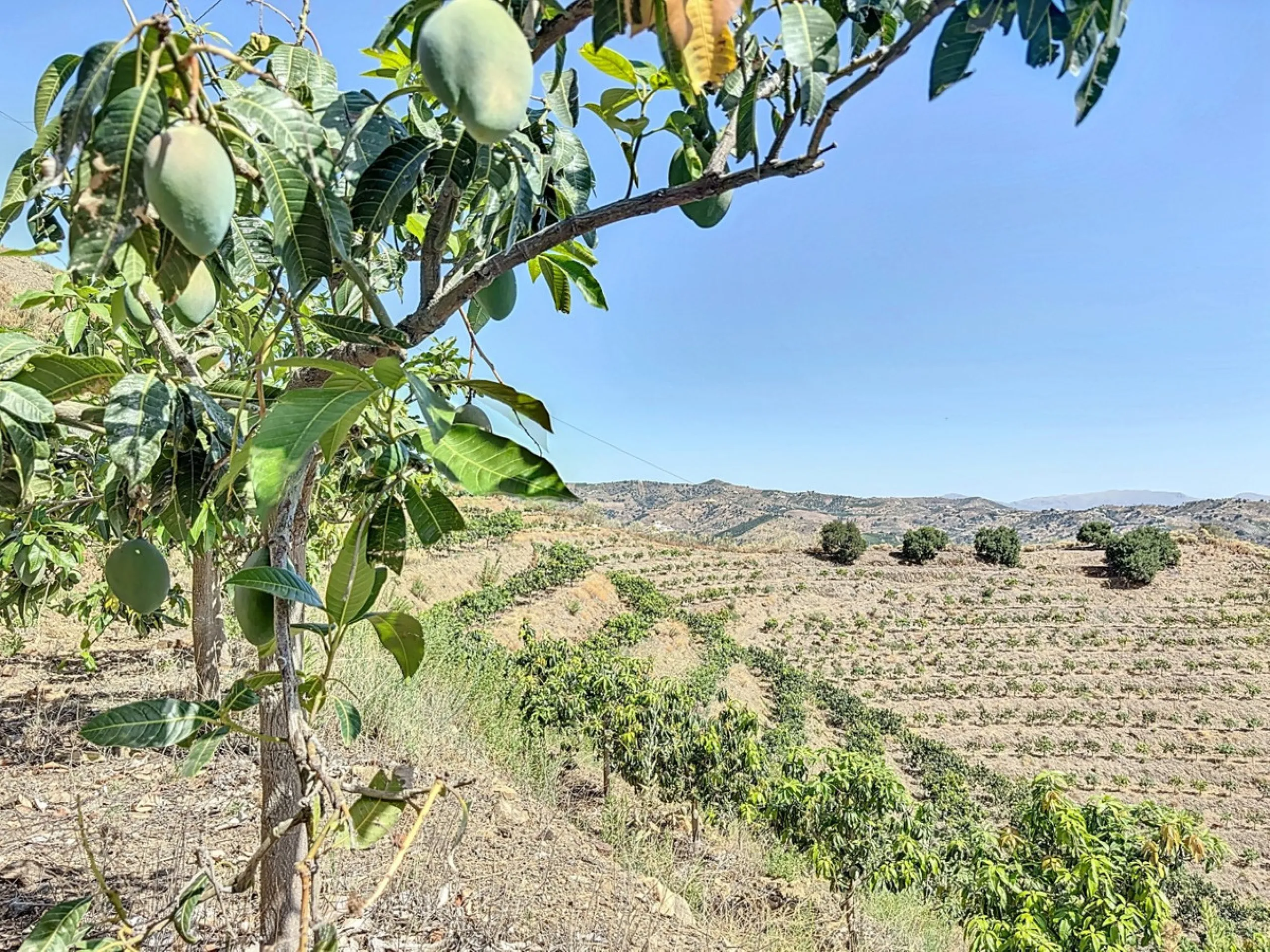 A finca for sale in Cajiz, Malaga, with a total area of 37,714 m2. This property is ideal for agriculture, especially focused on mango production, as it is home to 2,100 trees of the Keitt variety, recognized for its high productivity and demand in the ma