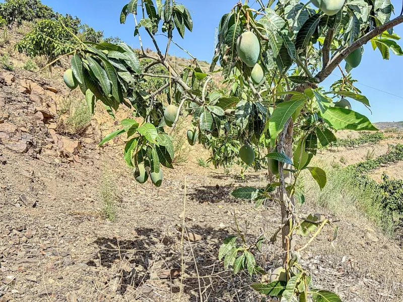 A finca for sale in Cajiz, Malaga, with a total area of 37,714 m2. This property is ideal for agriculture, especially focused on mango production, as it is home to 2,100 trees of the Keitt variety, recognized for its high productivity and demand in the ma