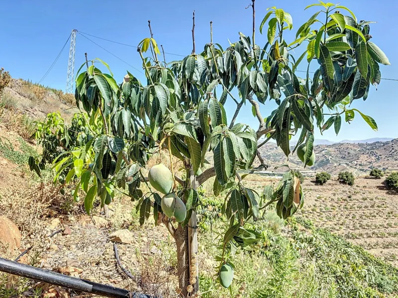 A finca for sale in Cajiz, Malaga, with a total area of 37,714 m2. This property is ideal for agriculture, especially focused on mango production, as it is home to 2,100 trees of the Keitt variety, recognized for its high productivity and demand in the ma