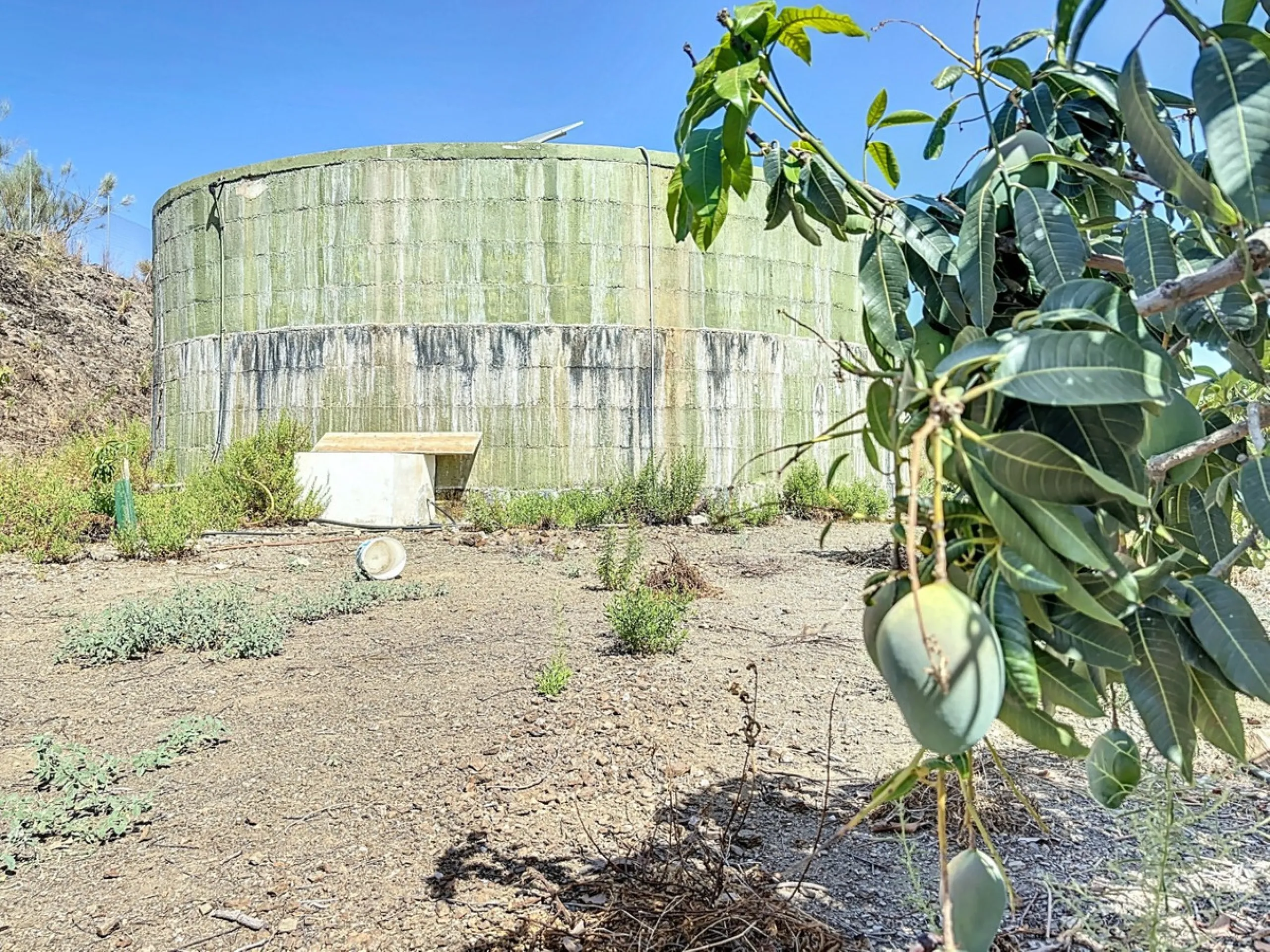A finca for sale in Cajiz, Malaga, with a total area of 37,714 m2. This property is ideal for agriculture, especially focused on mango production, as it is home to 2,100 trees of the Keitt variety, recognized for its high productivity and demand in the ma