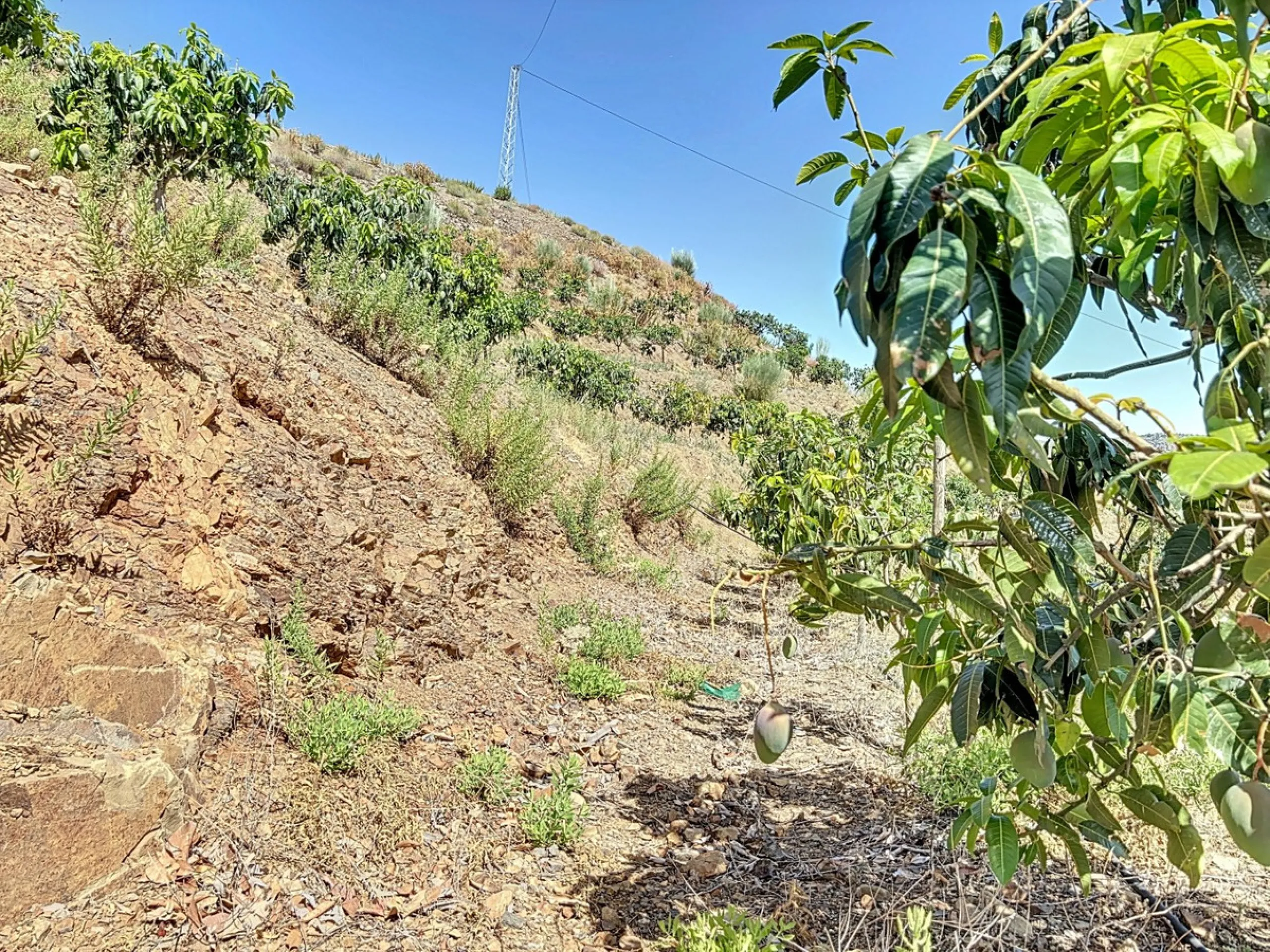 A finca for sale in Cajiz, Malaga, with a total area of 37,714 m2. This property is ideal for agriculture, especially focused on mango production, as it is home to 2,100 trees of the Keitt variety, recognized for its high productivity and demand in the ma