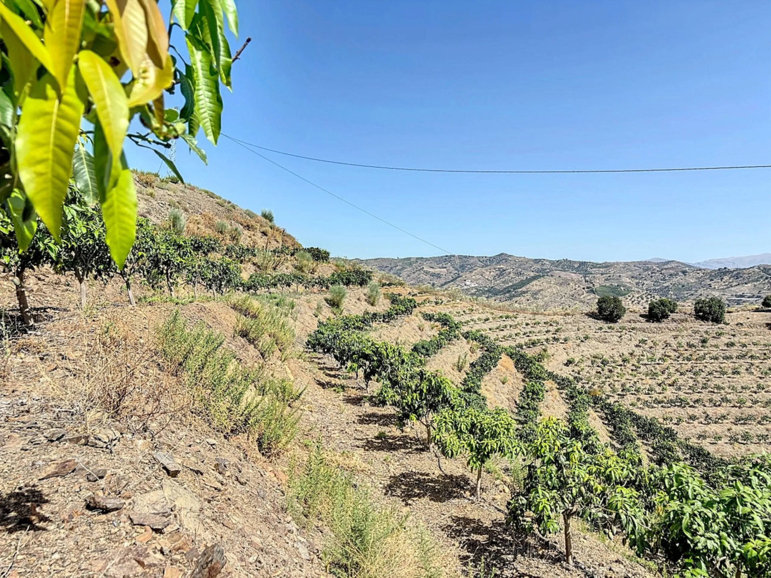 A finca for sale in Cajiz, Malaga, with a total area of 37,714 m2. This property is ideal for agriculture, especially focused on mango production, as it is home to 2,100 trees of the Keitt variety, recognized for its high productivity and demand in the ma