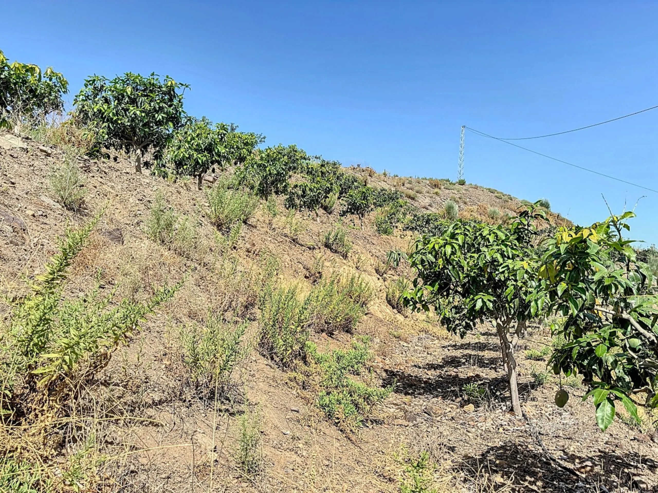 A finca for sale in Cajiz, Malaga, with a total area of 37,714 m2. This property is ideal for agriculture, especially focused on mango production, as it is home to 2,100 trees of the Keitt variety, recognized for its high productivity and demand in the ma