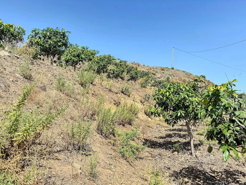A finca for sale in Cajiz, Malaga, with a total area of 37,714 m2. This property is ideal for agriculture, especially focused on mango production, as it is home to 2,100 trees of the Keitt variety, recognized for its high productivity and demand in the ma