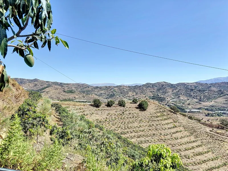 A finca for sale in Cajiz, Malaga, with a total area of 37,714 m2. This property is ideal for agriculture, especially focused on mango production, as it is home to 2,100 trees of the Keitt variety, recognized for its high productivity and demand in the ma