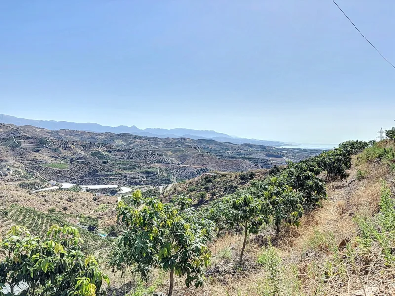 A finca for sale in Cajiz, Malaga, with a total area of 37,714 m2. This property is ideal for agriculture, especially focused on mango production, as it is home to 2,100 trees of the Keitt variety, recognized for its high productivity and demand in the ma