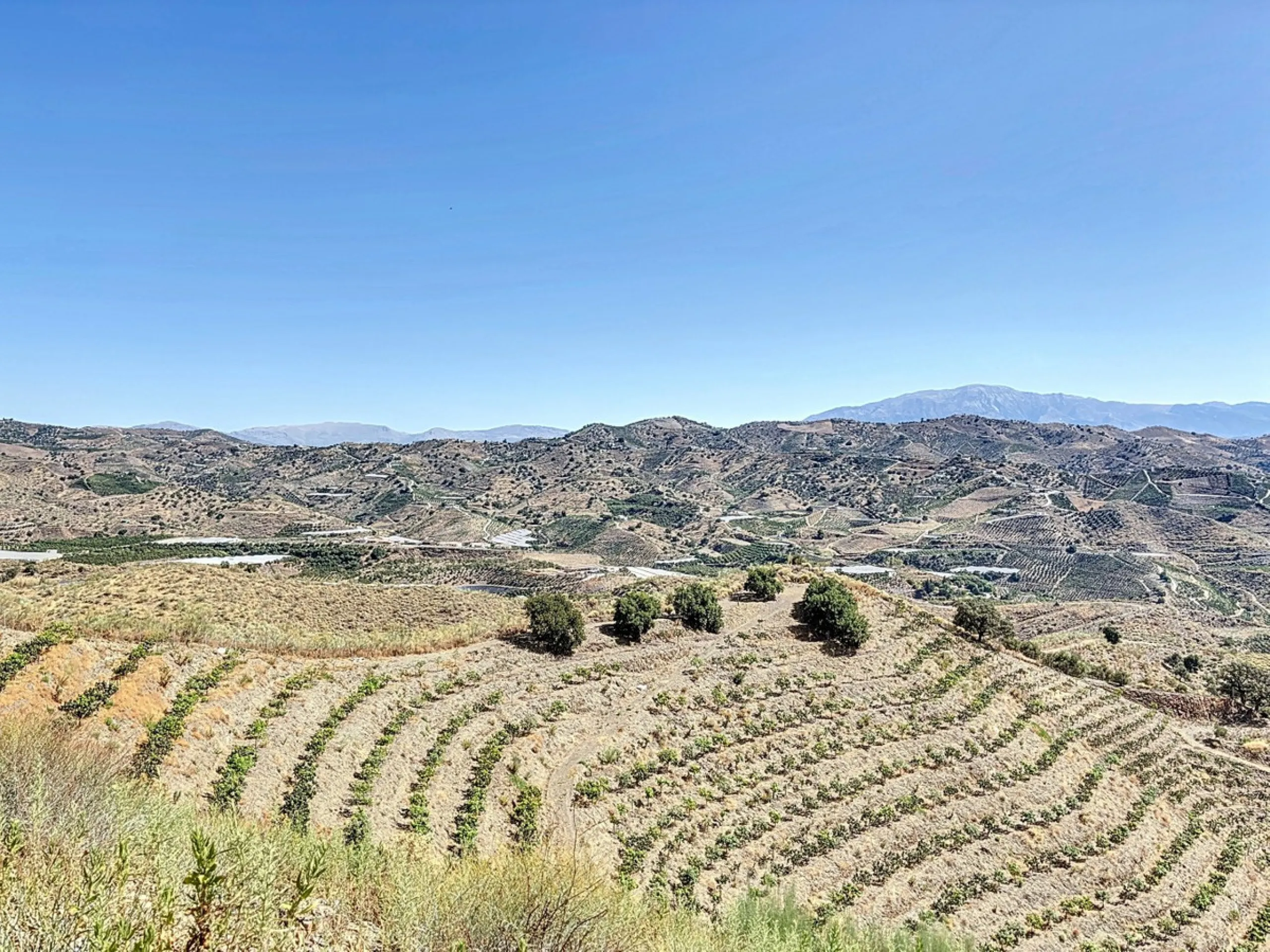 A finca for sale in Cajiz, Malaga, with a total area of 37,714 m2. This property is ideal for agriculture, especially focused on mango production, as it is home to 2,100 trees of the Keitt variety, recognized for its high productivity and demand in the ma