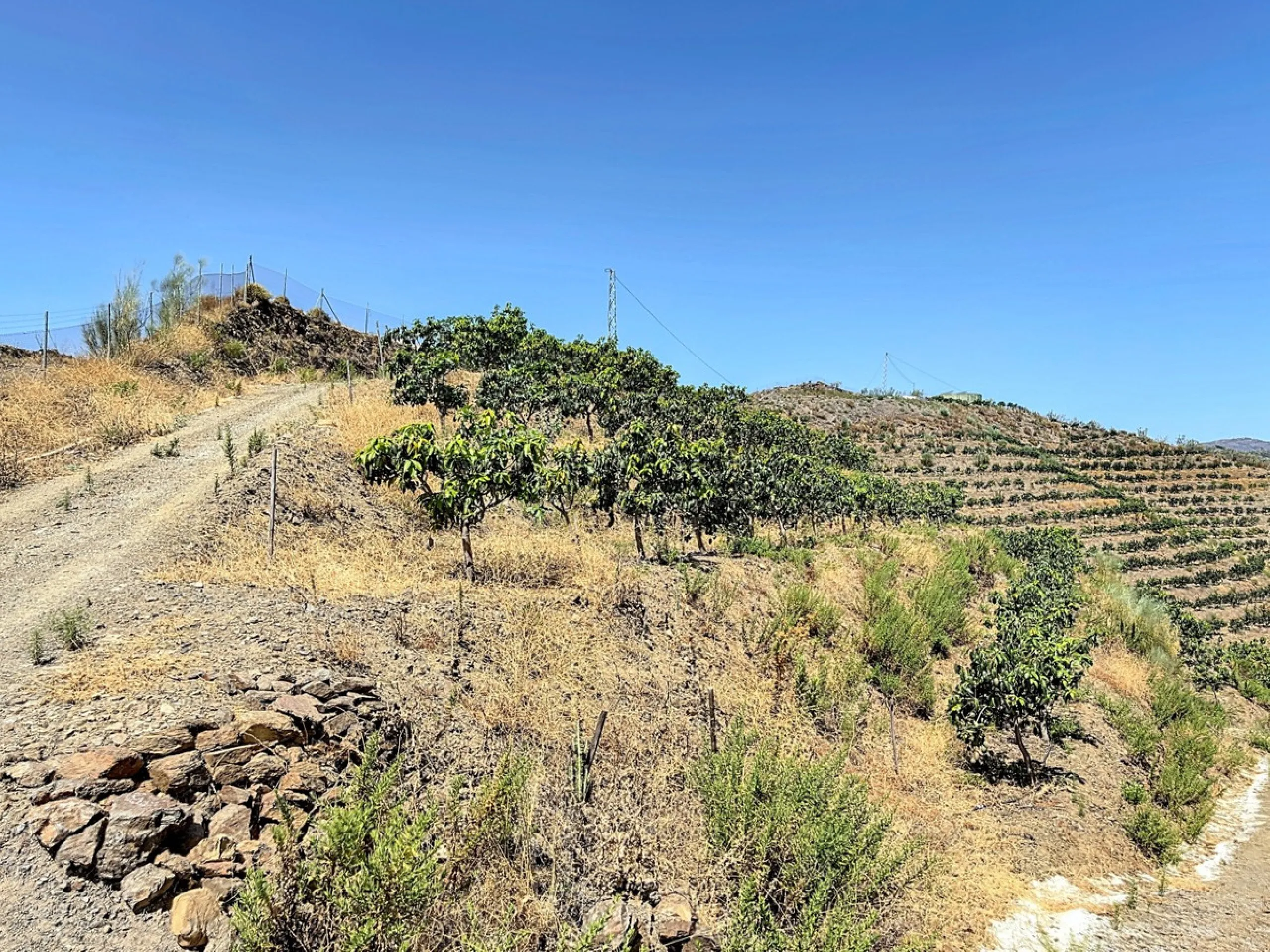 A finca for sale in Cajiz, Malaga, with a total area of 37,714 m2. This property is ideal for agriculture, especially focused on mango production, as it is home to 2,100 trees of the Keitt variety, recognized for its high productivity and demand in the ma