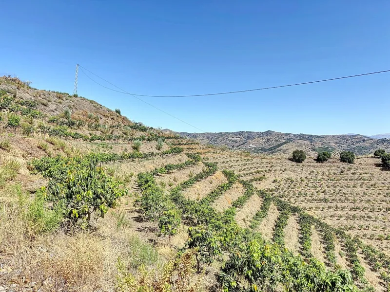 A finca for sale in Cajiz, Malaga, with a total area of 37,714 m2. This property is ideal for agriculture, especially focused on mango production, as it is home to 2,100 trees of the Keitt variety, recognized for its high productivity and demand in the ma