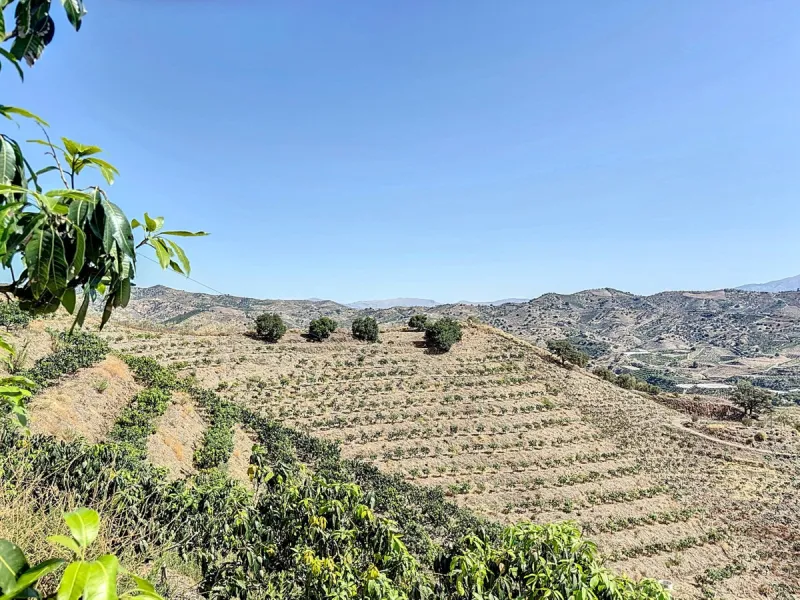 A finca for sale in Cajiz, Malaga, with a total area of 37,714 m2. This property is ideal for agriculture, especially focused on mango production, as it is home to 2,100 trees of the Keitt variety, recognized for its high productivity and demand in the ma