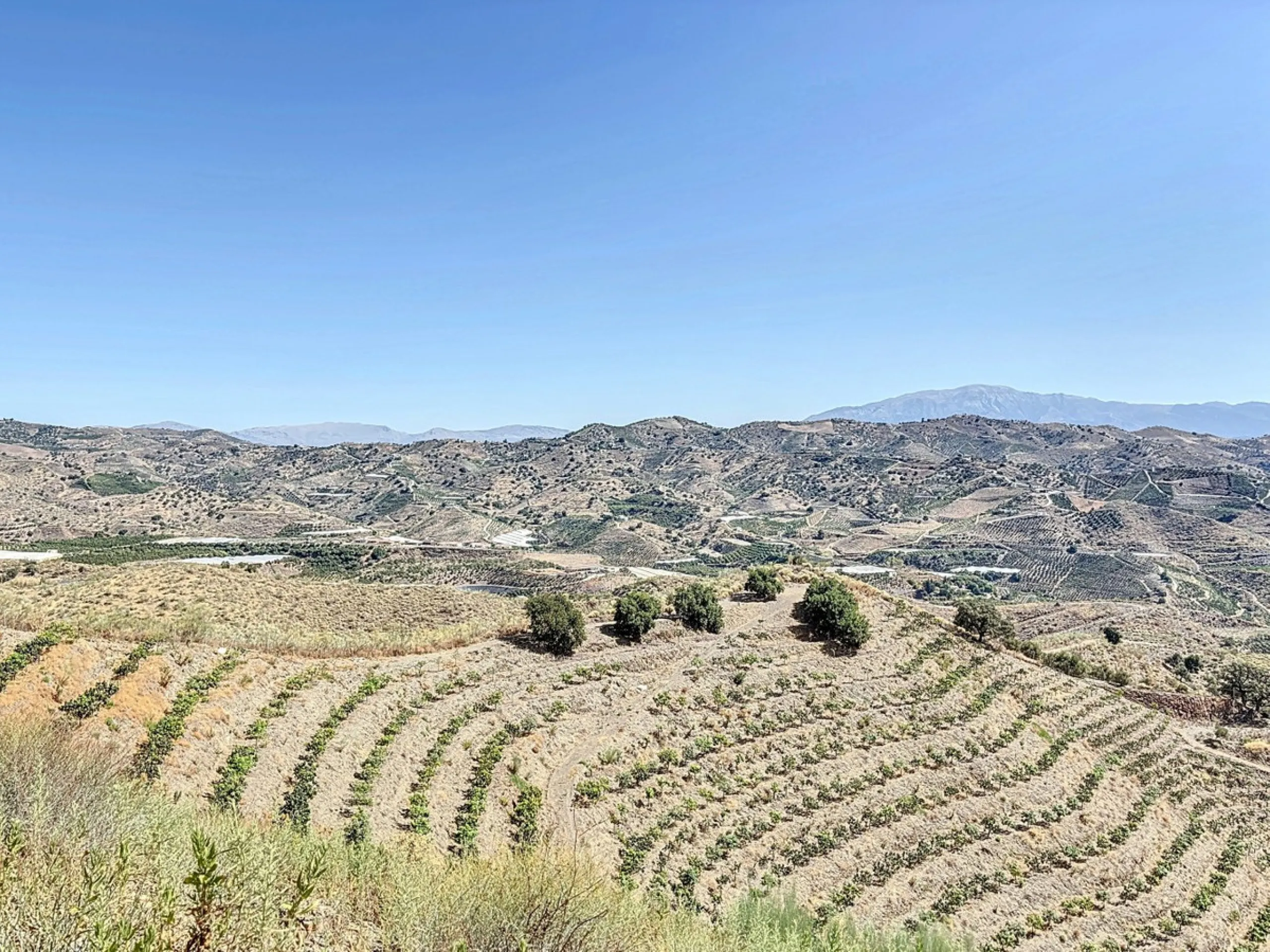 A finca for sale in Cajiz, Malaga, with a total area of 37,714 m2. This property is ideal for agriculture, especially focused on mango production, as it is home to 2,100 trees of the Keitt variety, recognized for its high productivity and demand in the ma