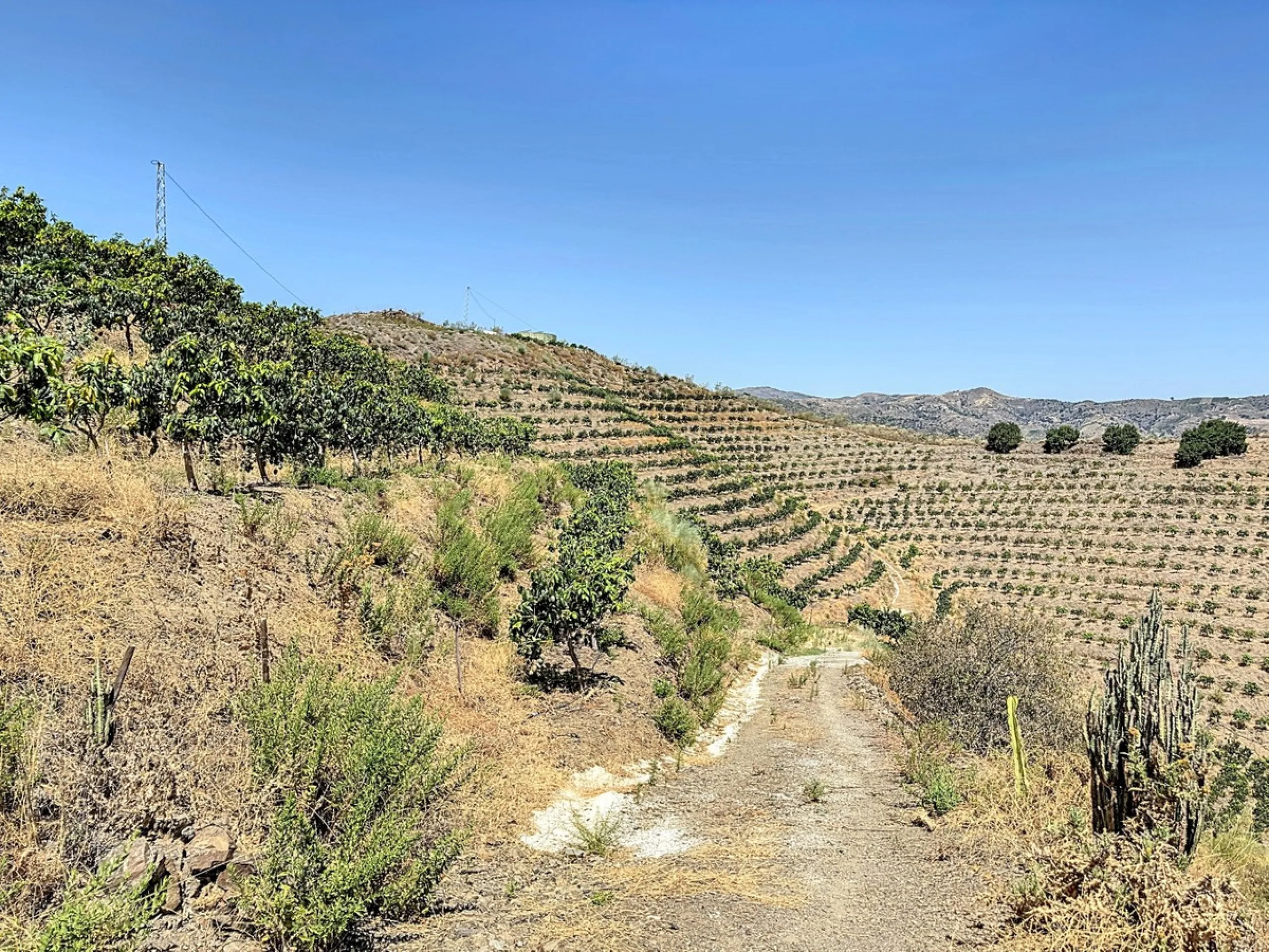 A finca for sale in Cajiz, Malaga, with a total area of 37,714 m2. This property is ideal for agriculture, especially focused on mango production, as it is home to 2,100 trees of the Keitt variety, recognized for its high productivity and demand in the ma