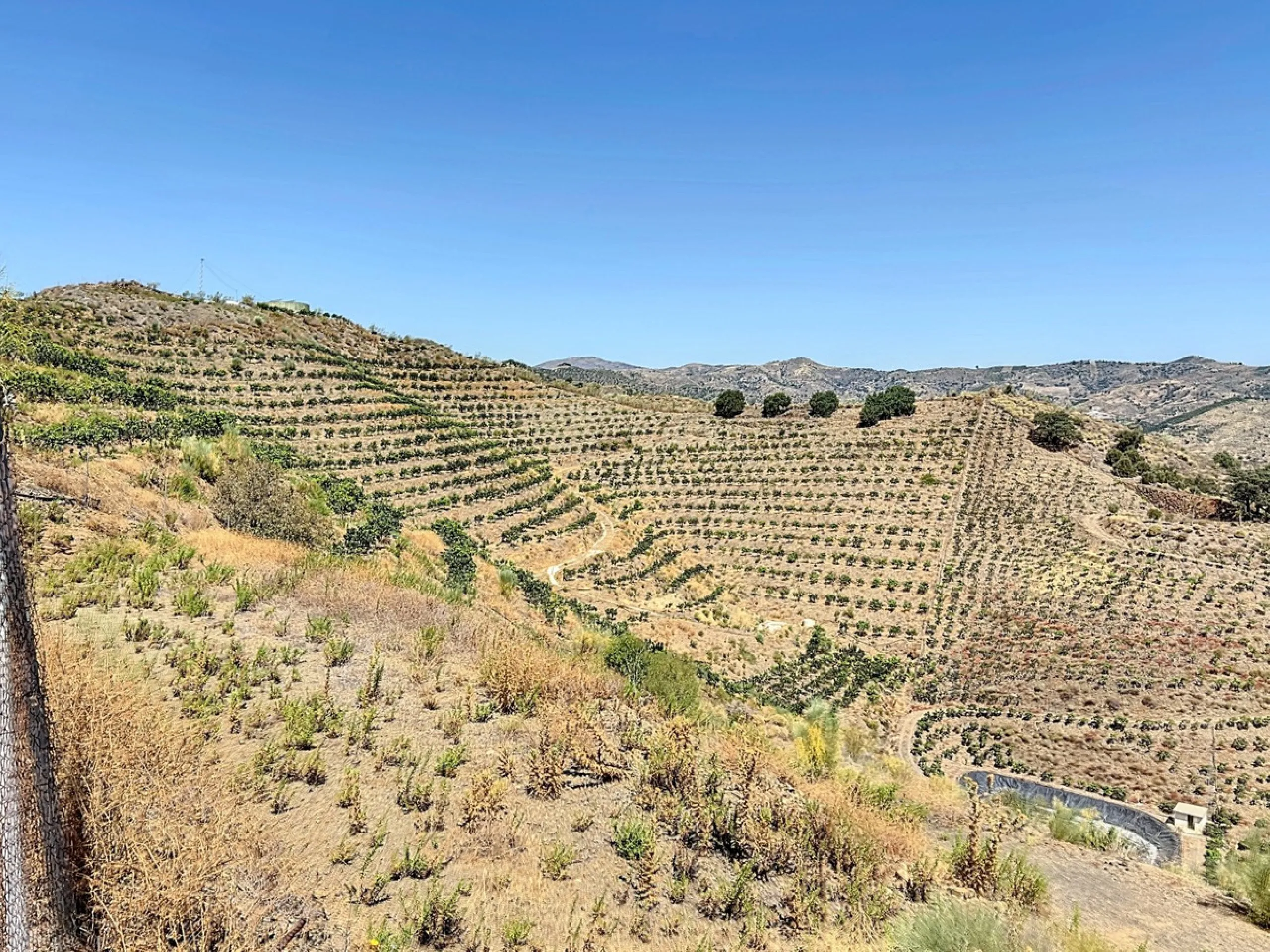 A finca for sale in Cajiz, Malaga, with a total area of 37,714 m2. This property is ideal for agriculture, especially focused on mango production, as it is home to 2,100 trees of the Keitt variety, recognized for its high productivity and demand in the ma