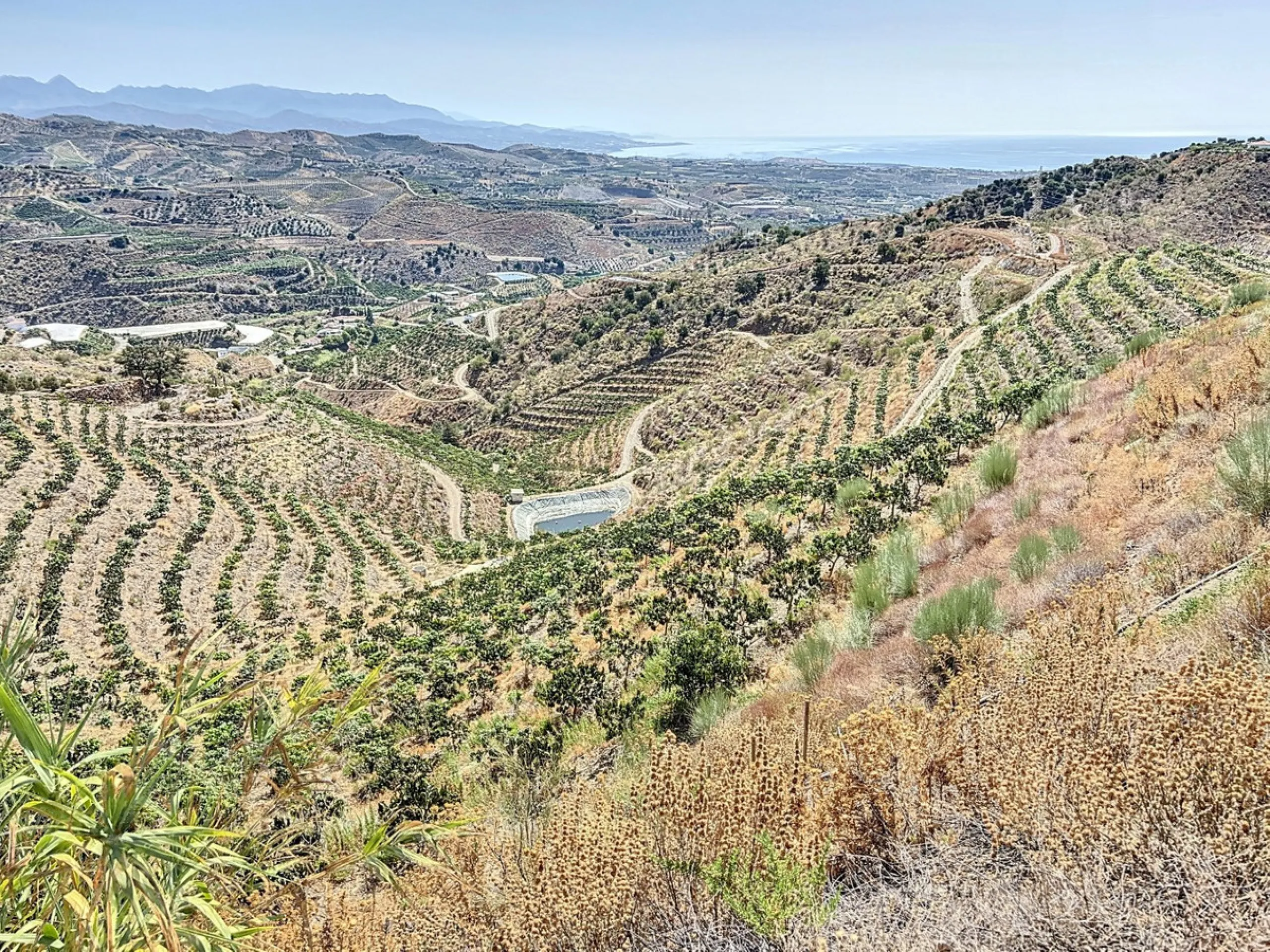 A finca for sale in Cajiz, Malaga, with a total area of 37,714 m2. This property is ideal for agriculture, especially focused on mango production, as it is home to 2,100 trees of the Keitt variety, recognized for its high productivity and demand in the ma
