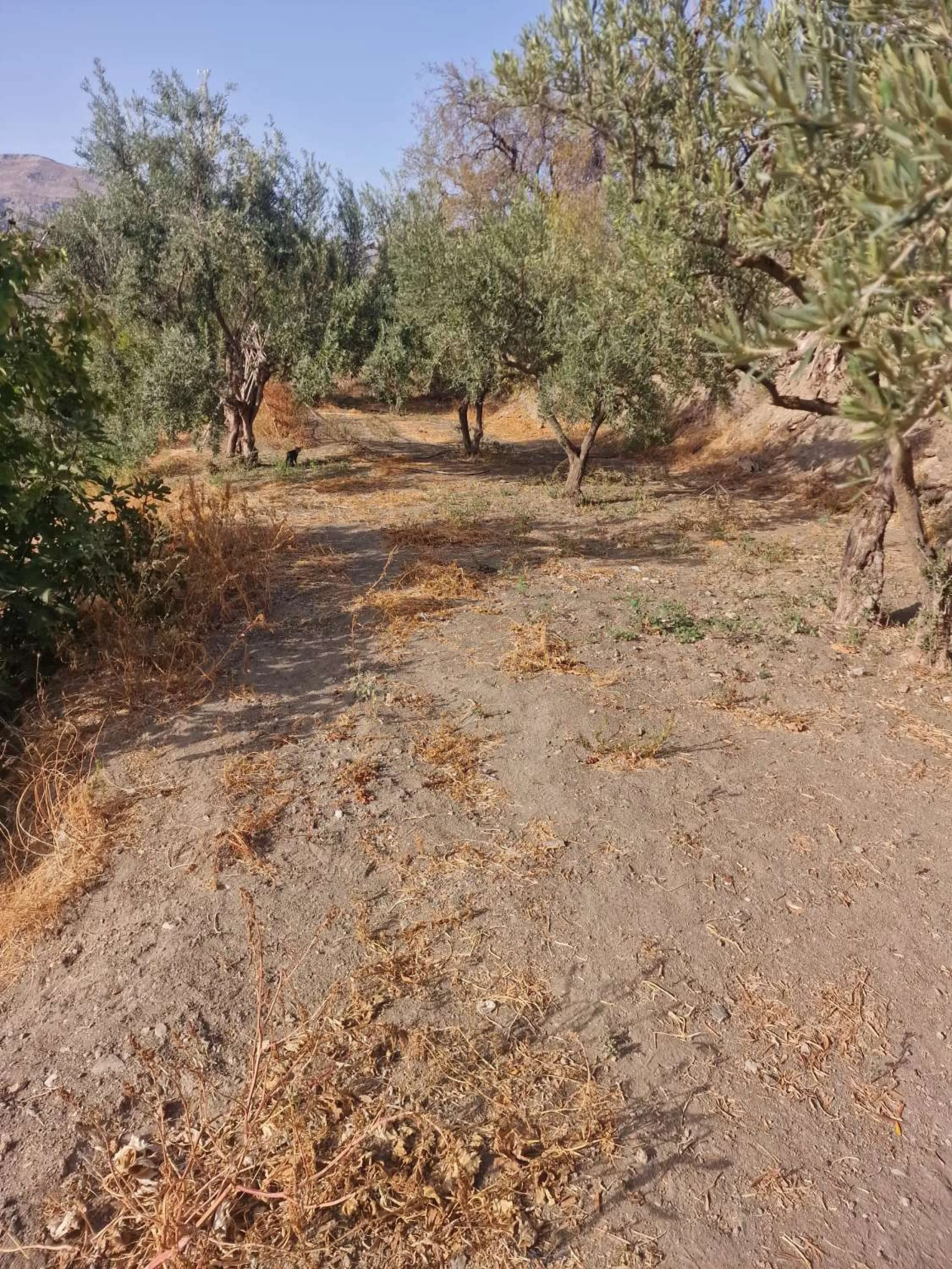 For sale very spacious house in the center of a neighborhood of Alora on 5000m2 of plot. It consists of on the ground floor of a living room, a separate kitchen, three bedrooms and 1 bathroom; on the first floor there are two bedrooms and 1 bathroom. On t