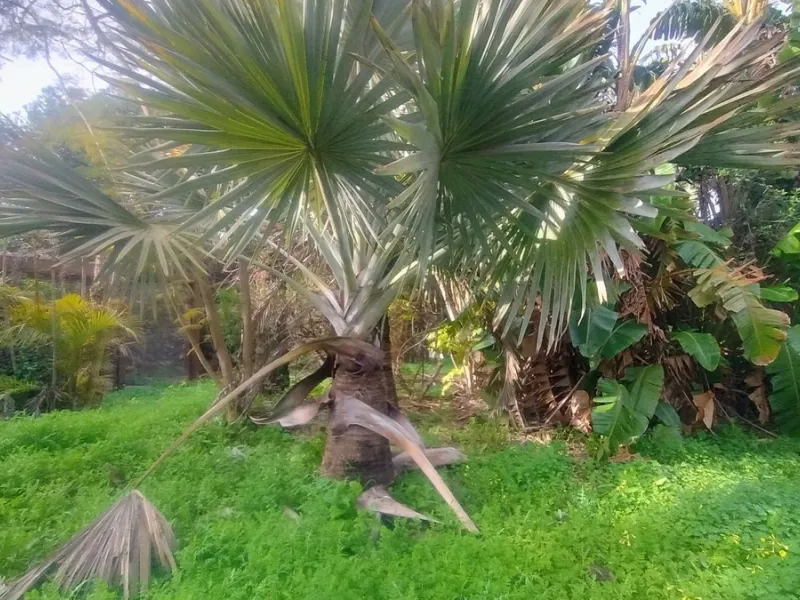 Plot for sale with an exclusive Luxury Villa project.