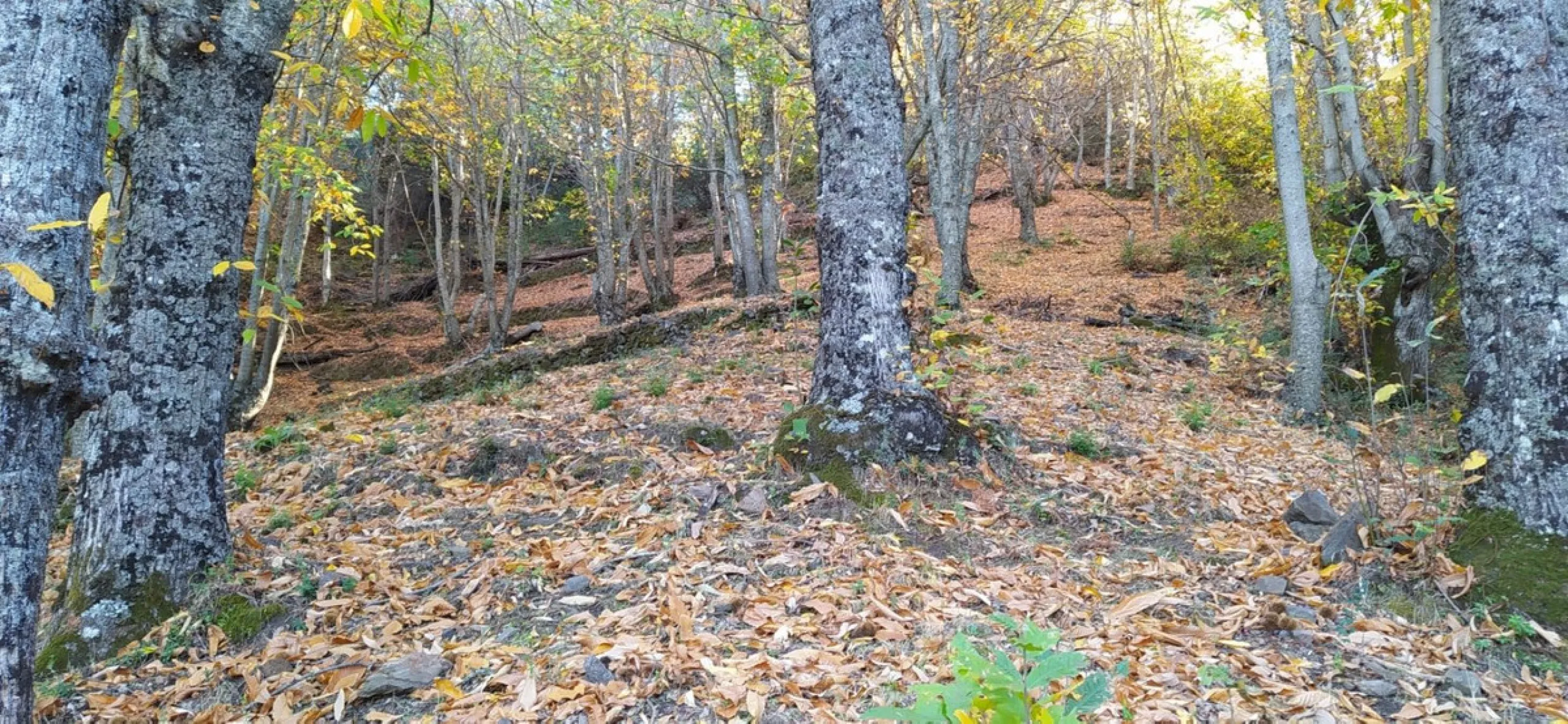 Finca - Cortijo, Jubrique, Costa del Sol.