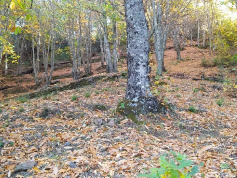 Finca - Cortijo, Jubrique, Costa del Sol.