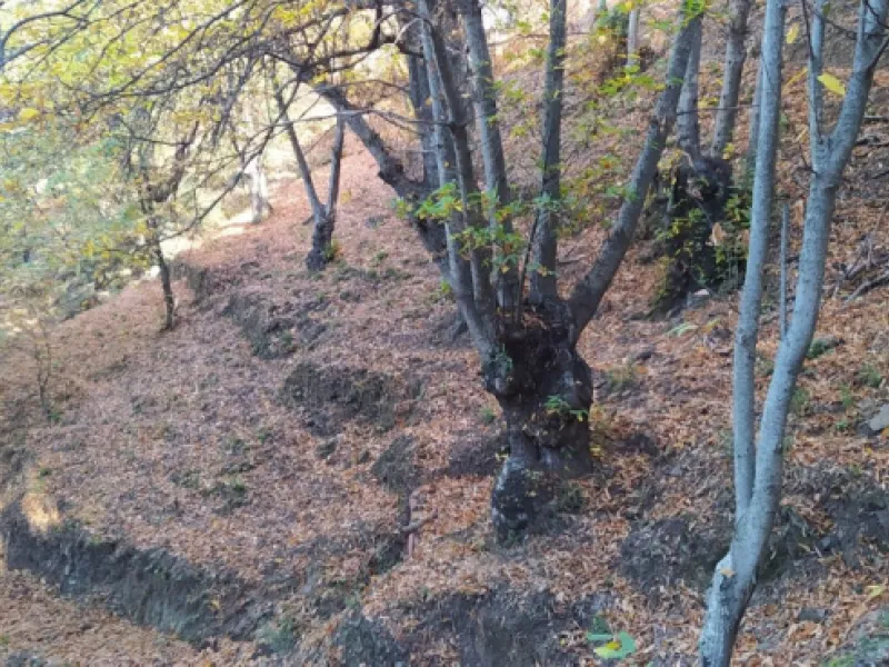 Finca - Cortijo, Jubrique, Costa del Sol.