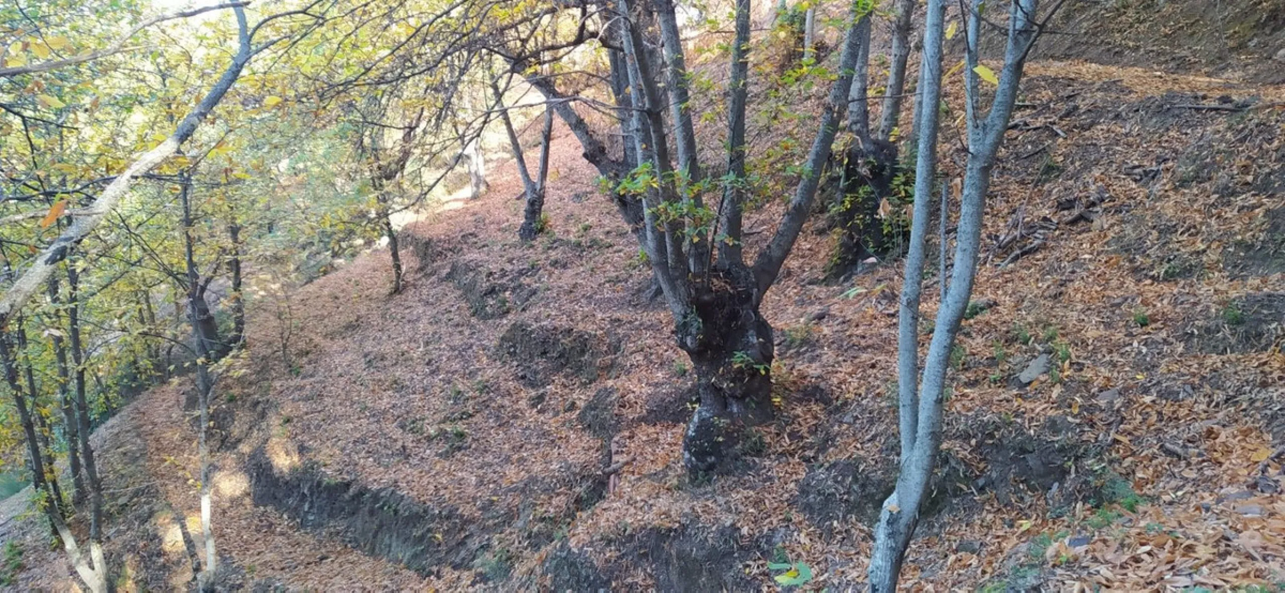 Finca - Cortijo, Jubrique, Costa del Sol.