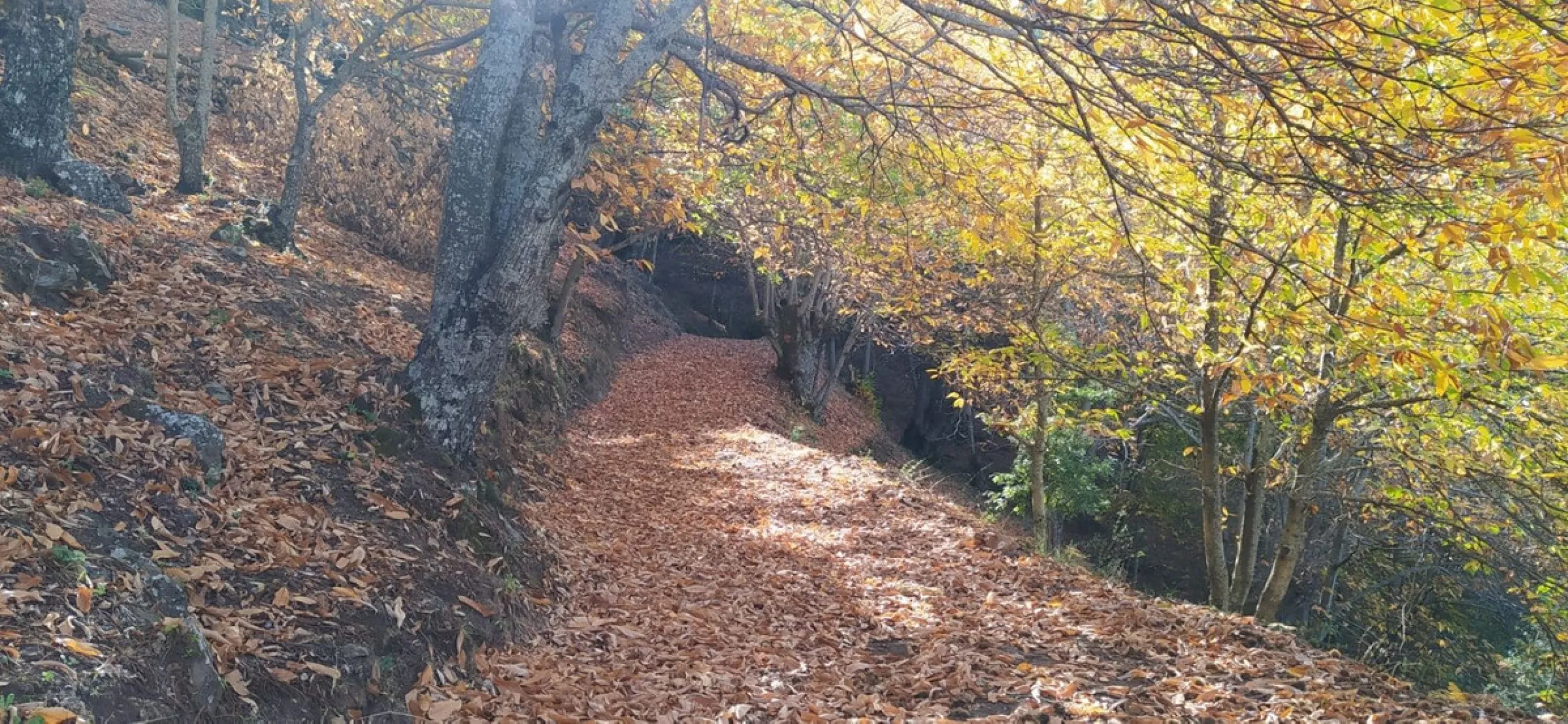 Finca - Cortijo, Jubrique, Costa del Sol.