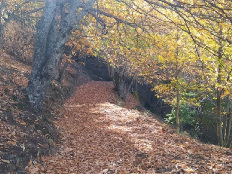 Finca - Cortijo, Jubrique, Costa del Sol.