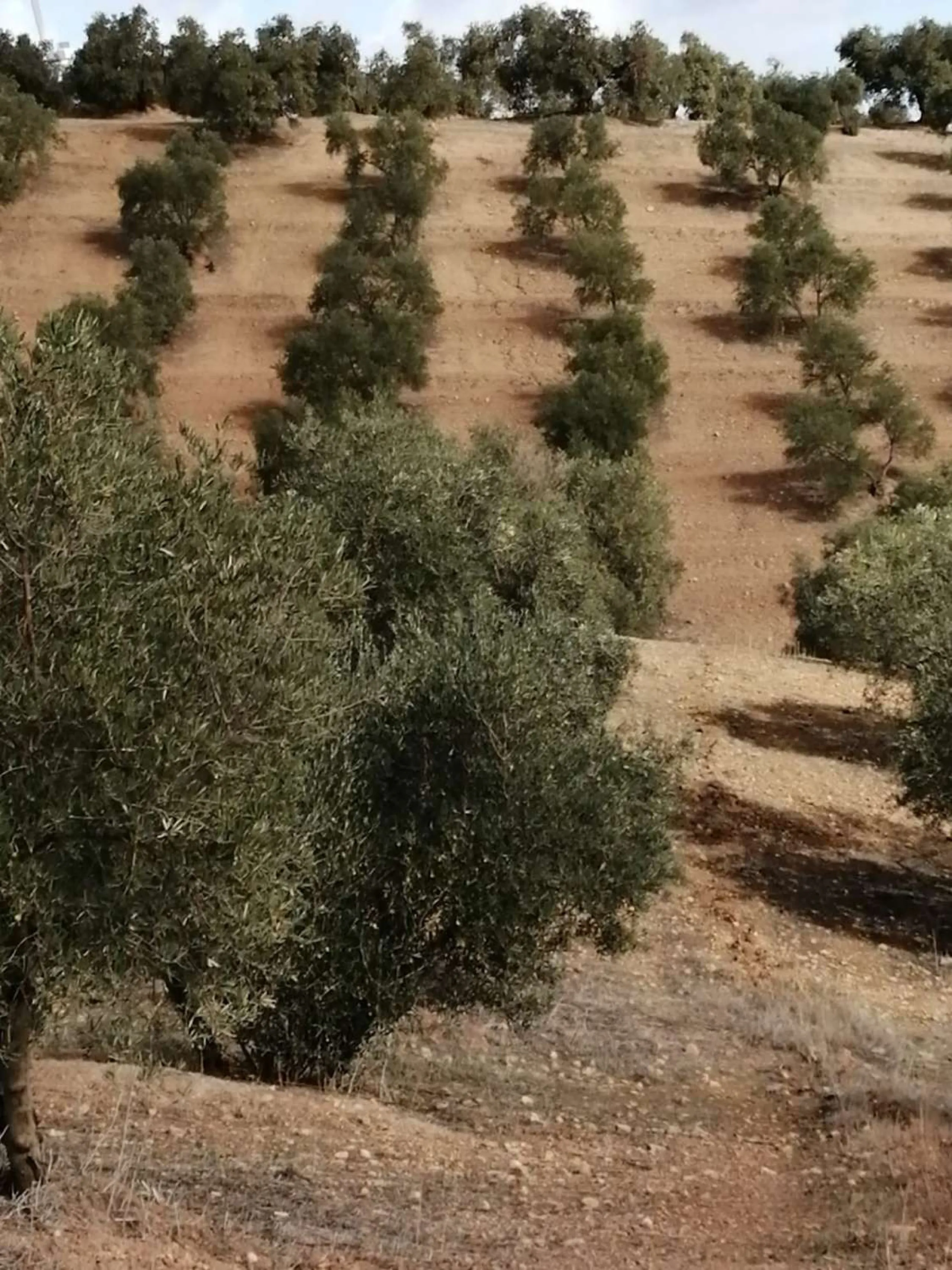 Plot - Land в продаже в Sierra de Yeguas, Málaga. В доме 1 спален и 1 ванных комнат. Площадь дома 316 м². Площадь участка 211711 м²