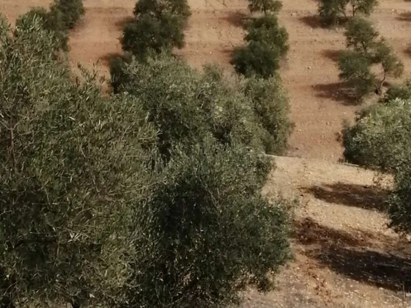 Plot - Land в продаже в Sierra de Yeguas, Málaga. В доме 1 спален и 1 ванных комнат. Площадь дома 316 м². Площадь участка 211711 м²