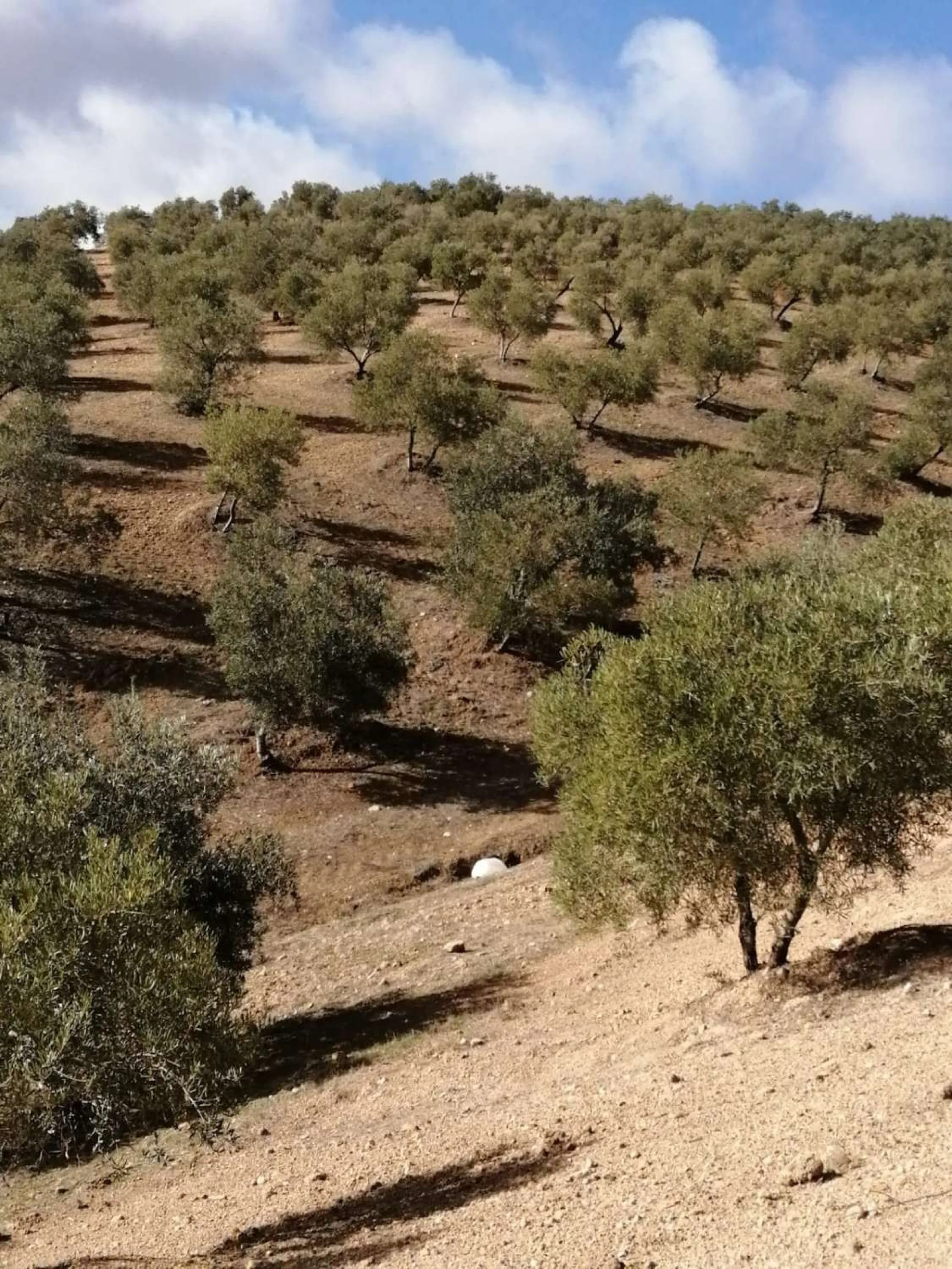 Plot - Land в продаже в Sierra de Yeguas, Málaga. В доме 1 спален и 1 ванных комнат. Площадь дома 316 м². Площадь участка 211711 м²
