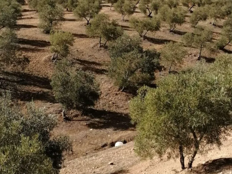 Plot - Land в продаже в Sierra de Yeguas, Málaga. В доме 1 спален и 1 ванных комнат. Площадь дома 316 м². Площадь участка 211711 м²
