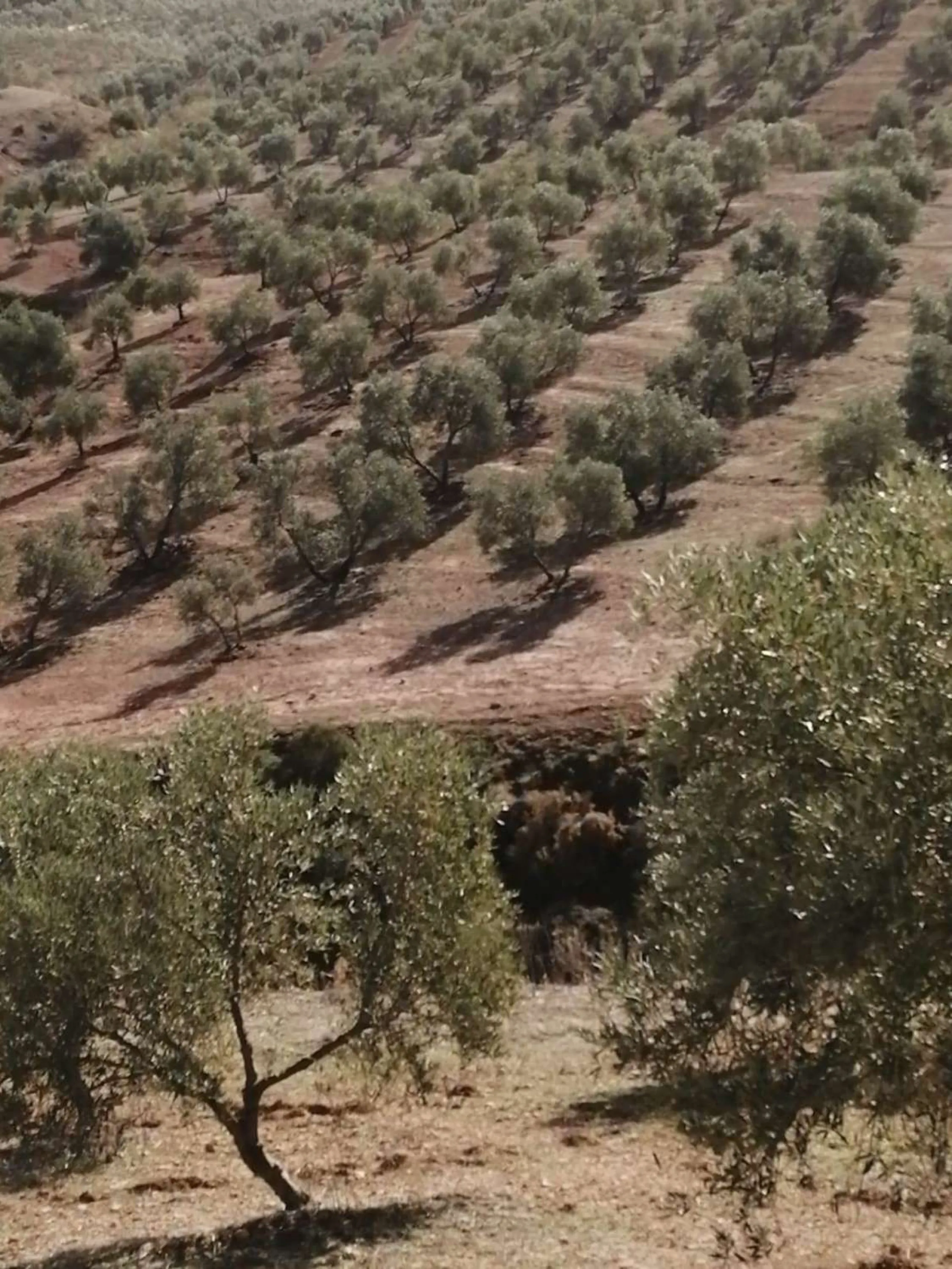Plot - Land в продаже в Sierra de Yeguas, Málaga. В доме 1 спален и 1 ванных комнат. Площадь дома 316 м². Площадь участка 211711 м²