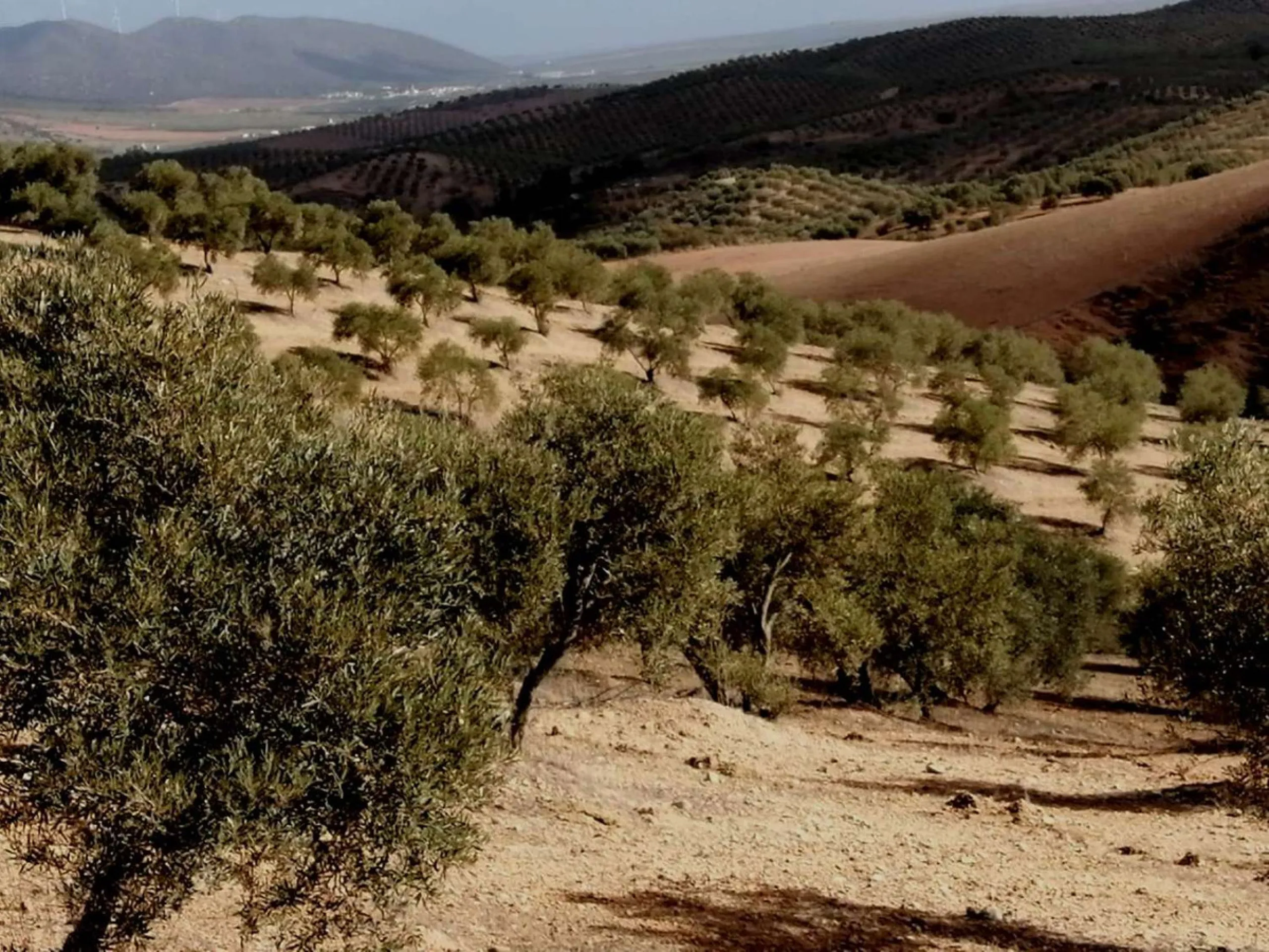 Plot - Land в продаже в Sierra de Yeguas, Málaga. В доме 1 спален и 1 ванных комнат. Площадь дома 316 м². Площадь участка 211711 м²