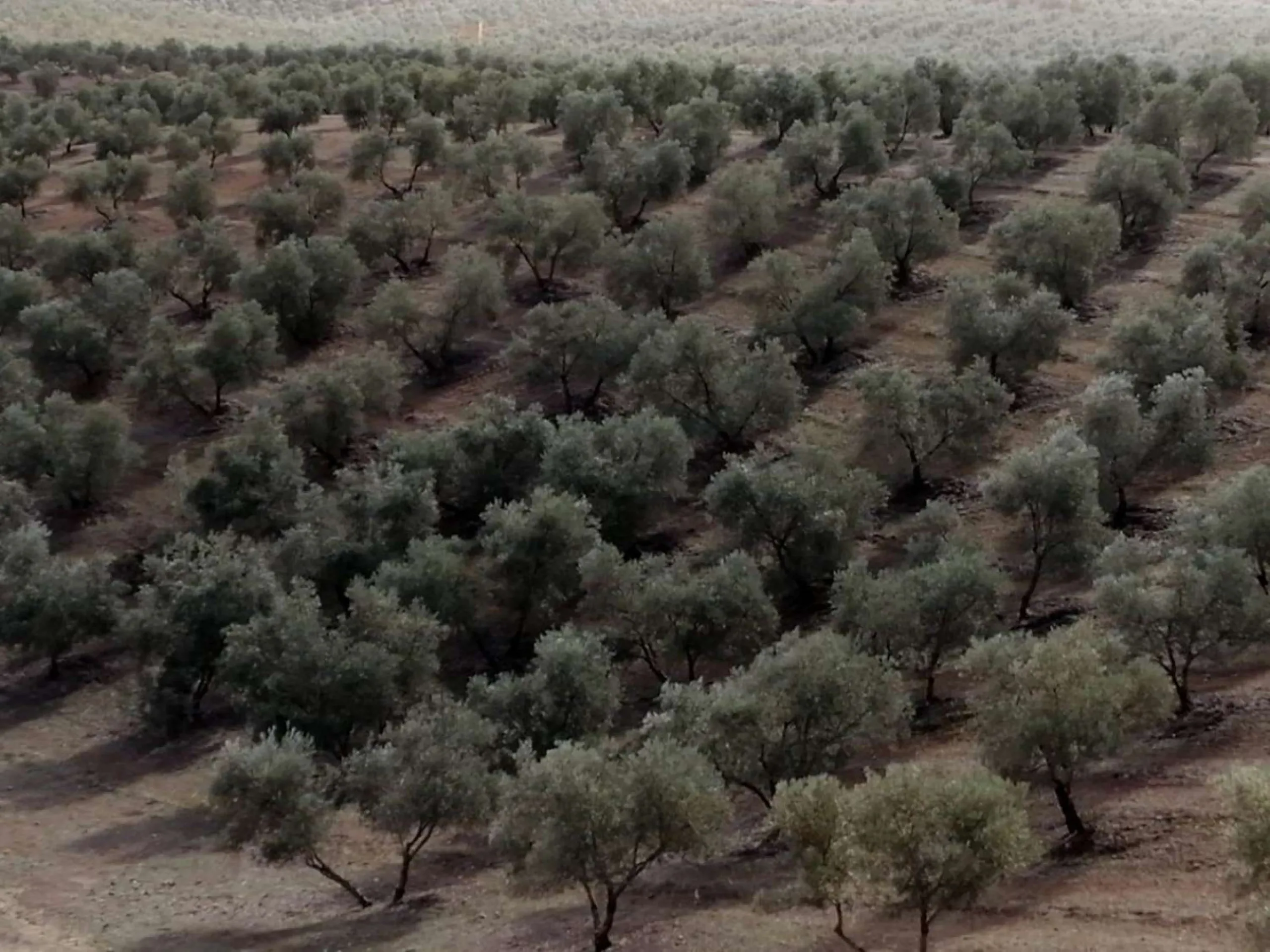 Plot - Land в продаже в Sierra de Yeguas, Málaga. В доме 1 спален и 1 ванных комнат. Площадь дома 316 м². Площадь участка 211711 м²