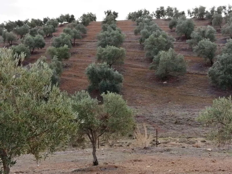 Plot - Land в продаже в Sierra de Yeguas, Málaga. В доме 1 спален и 1 ванных комнат. Площадь дома 316 м². Площадь участка 211711 м²