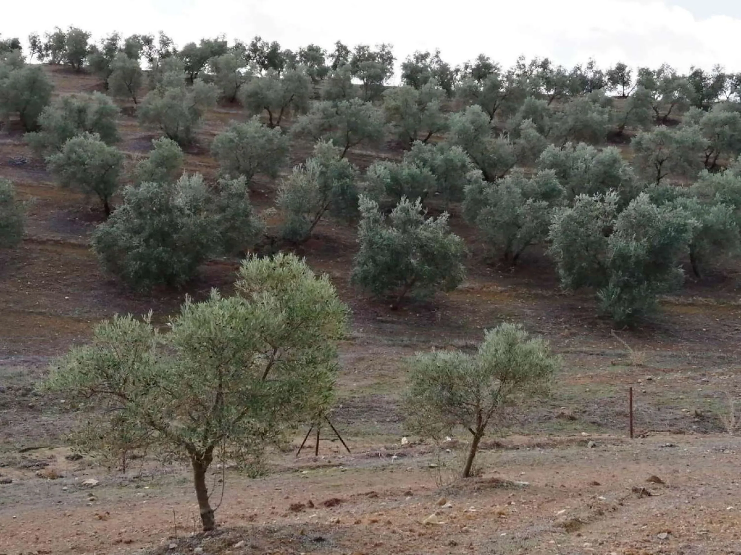 Plot - Land в продаже в Sierra de Yeguas, Málaga. В доме 1 спален и 1 ванных комнат. Площадь дома 316 м². Площадь участка 211711 м²