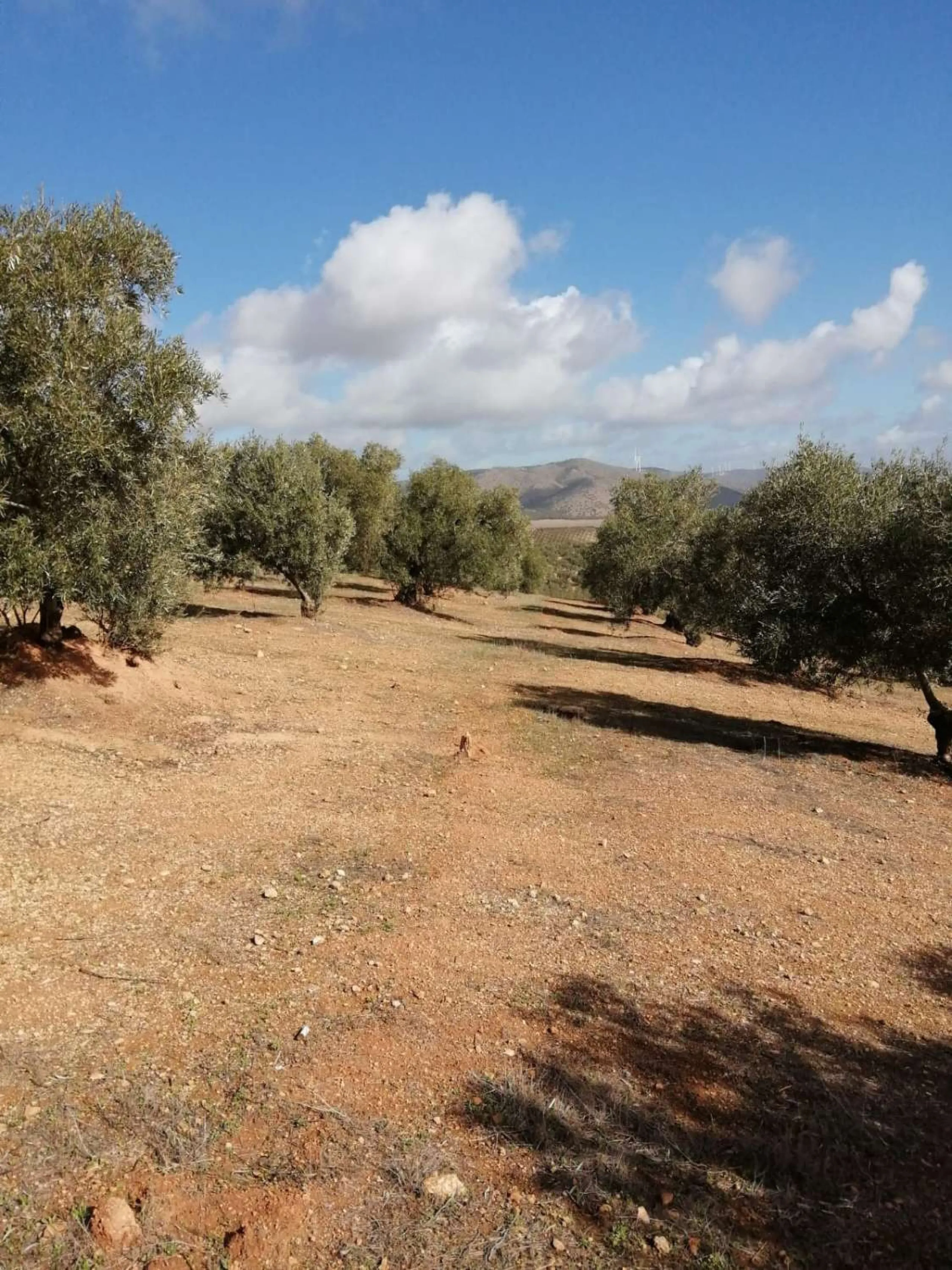 Plot - Land в продаже в Sierra de Yeguas, Málaga. В доме 1 спален и 1 ванных комнат. Площадь дома 316 м². Площадь участка 211711 м²