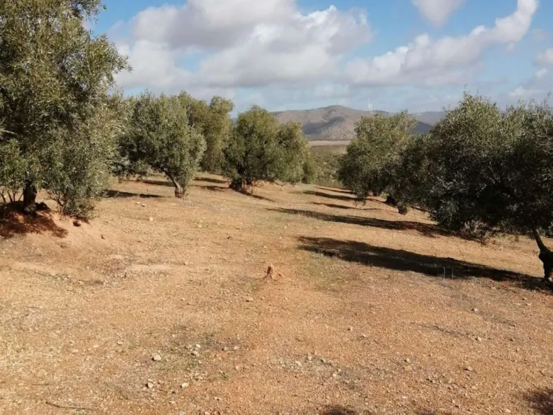 Plot - Land в продаже в Sierra de Yeguas, Málaga. В доме 1 спален и 1 ванных комнат. Площадь дома 316 м². Площадь участка 211711 м²