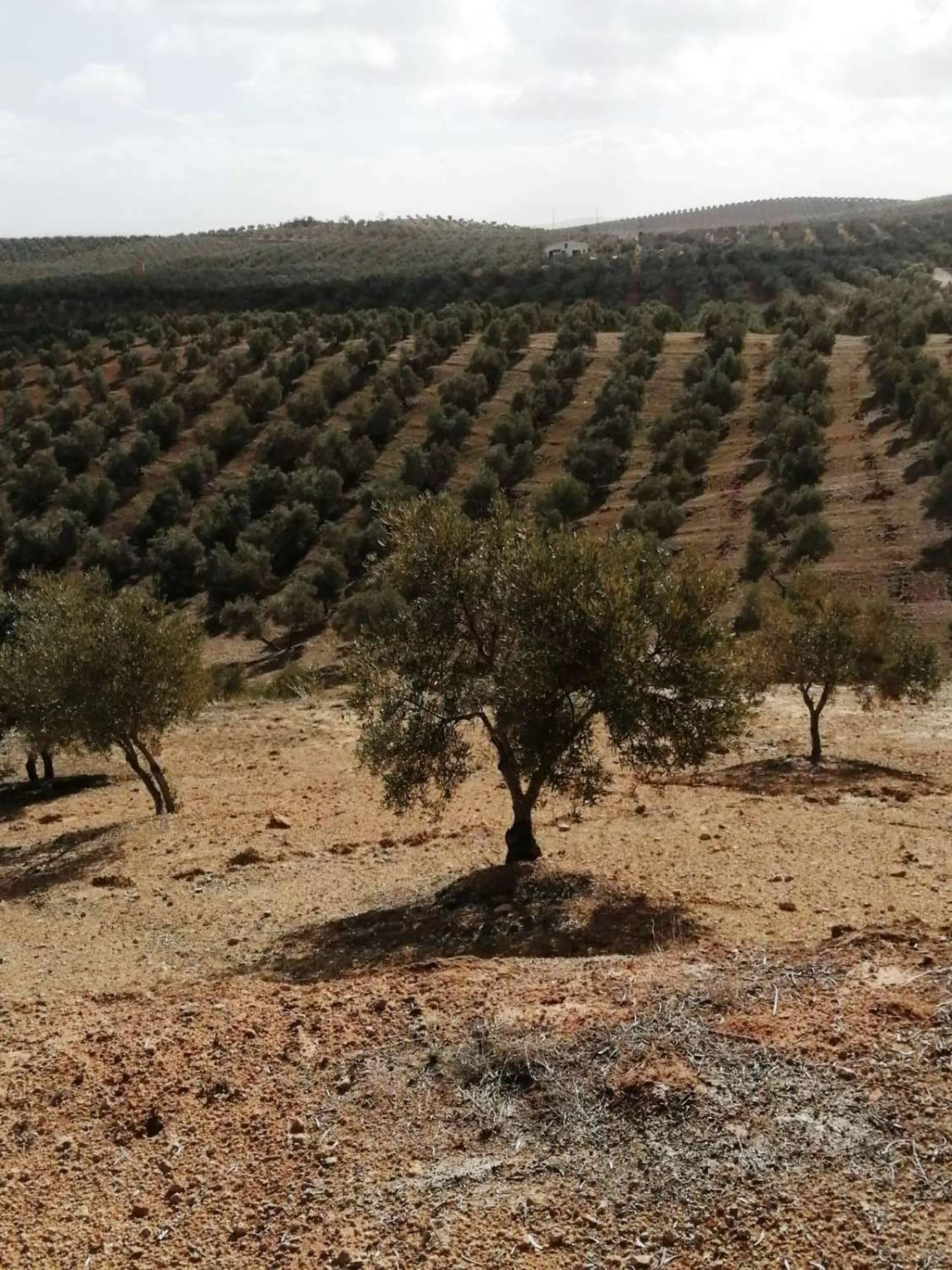 Plot - Land в продаже в Sierra de Yeguas, Málaga. В доме 1 спален и 1 ванных комнат. Площадь дома 316 м². Площадь участка 211711 м²