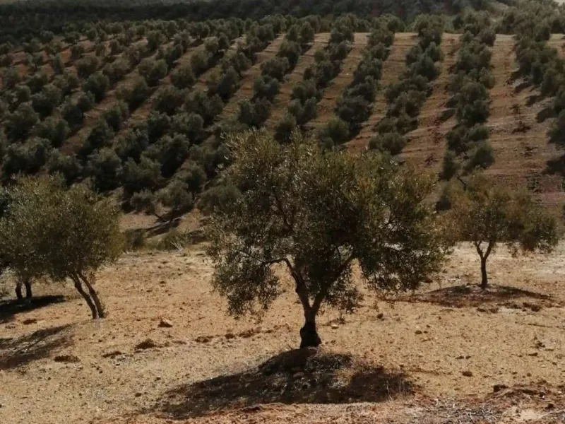 Plot - Land в продаже в Sierra de Yeguas, Málaga. В доме 1 спален и 1 ванных комнат. Площадь дома 316 м². Площадь участка 211711 м²