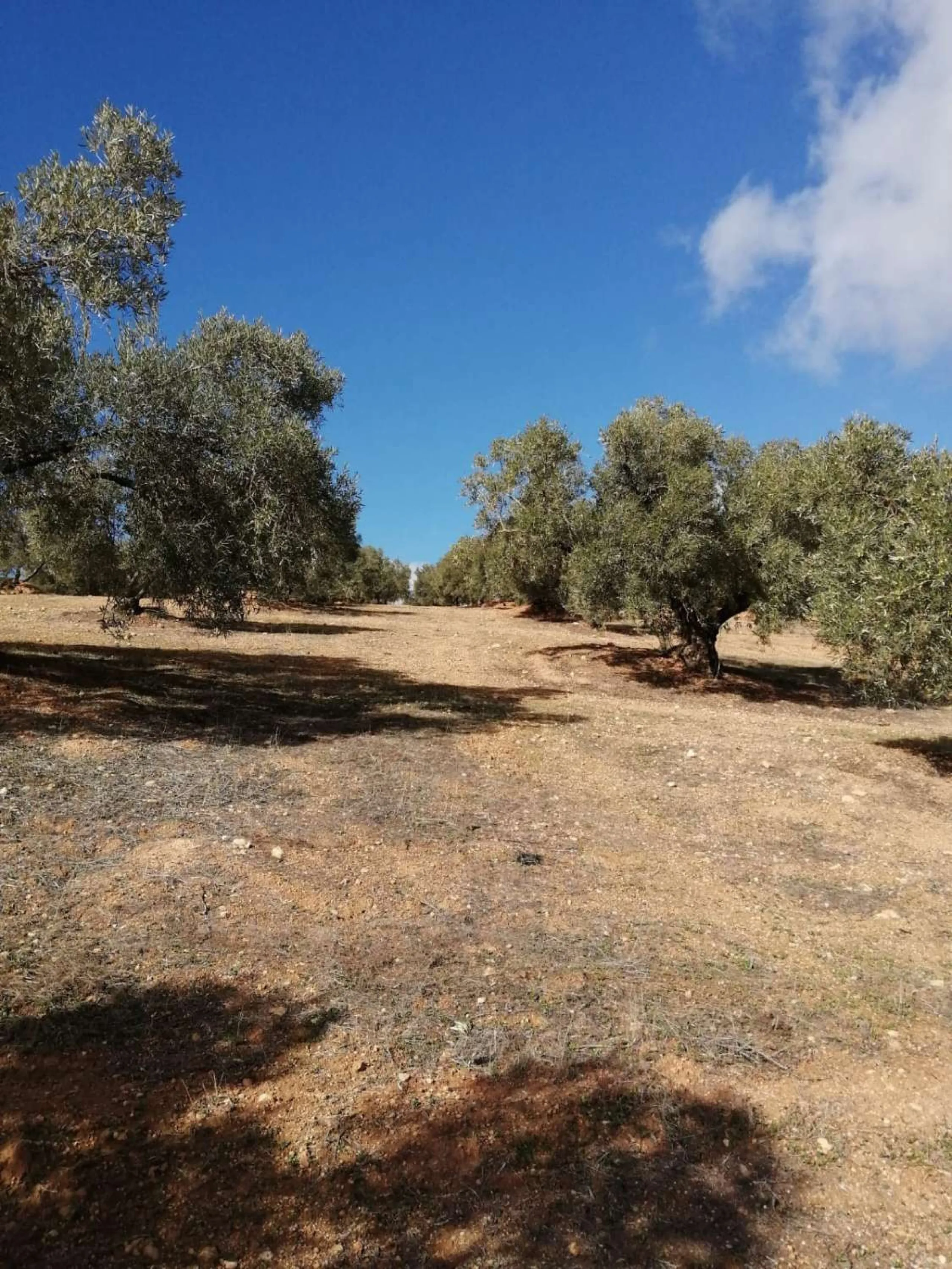 Plot - Land в продаже в Sierra de Yeguas, Málaga. В доме 1 спален и 1 ванных комнат. Площадь дома 316 м². Площадь участка 211711 м²